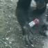 这猩猩抽烟已到炉火纯青的程度。