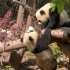 熊猫宝宝们太可爱啦