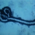 【暴影君】一种比埃博拉还要恐怖的变异病毒，携带者来自于非洲卷尾猴，经典灾难电影《恐怖地带》