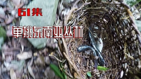 搞笑短剧，战场上的欢乐，免费观看高清版，战场上的欢乐，免费观看搞笑短剧高清版