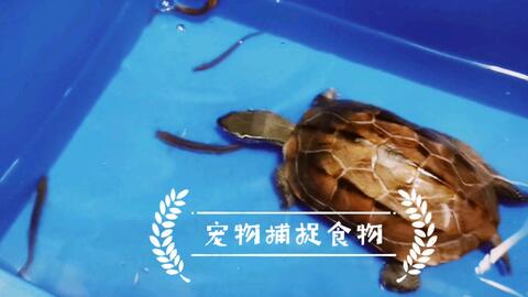 汇集了我养的部分<em class="keyword">宠物捕捉</em>食物精彩瞬间的视频