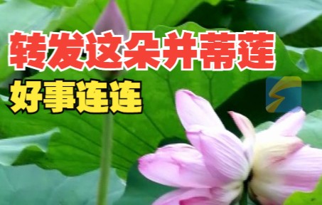 花开并蒂，好事连连！山东泰安发现一株并蒂莲