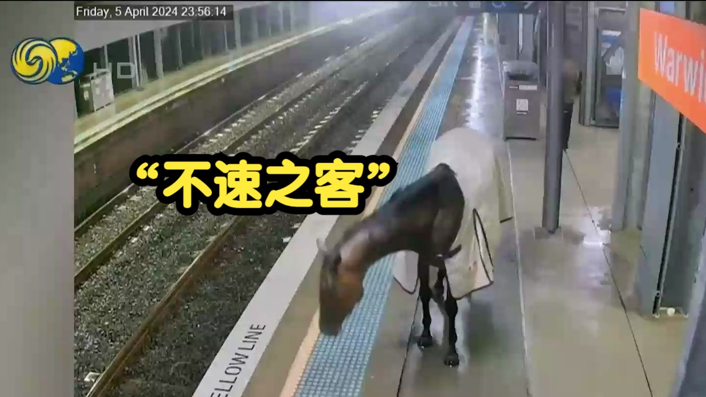 澳大利亚国家交通部长：你不是每天都有机会看到站台上有一匹马的