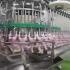 德國自動化家禽加工廠，壹小時能屠宰幾千只雞，處理上萬枚雞蛋