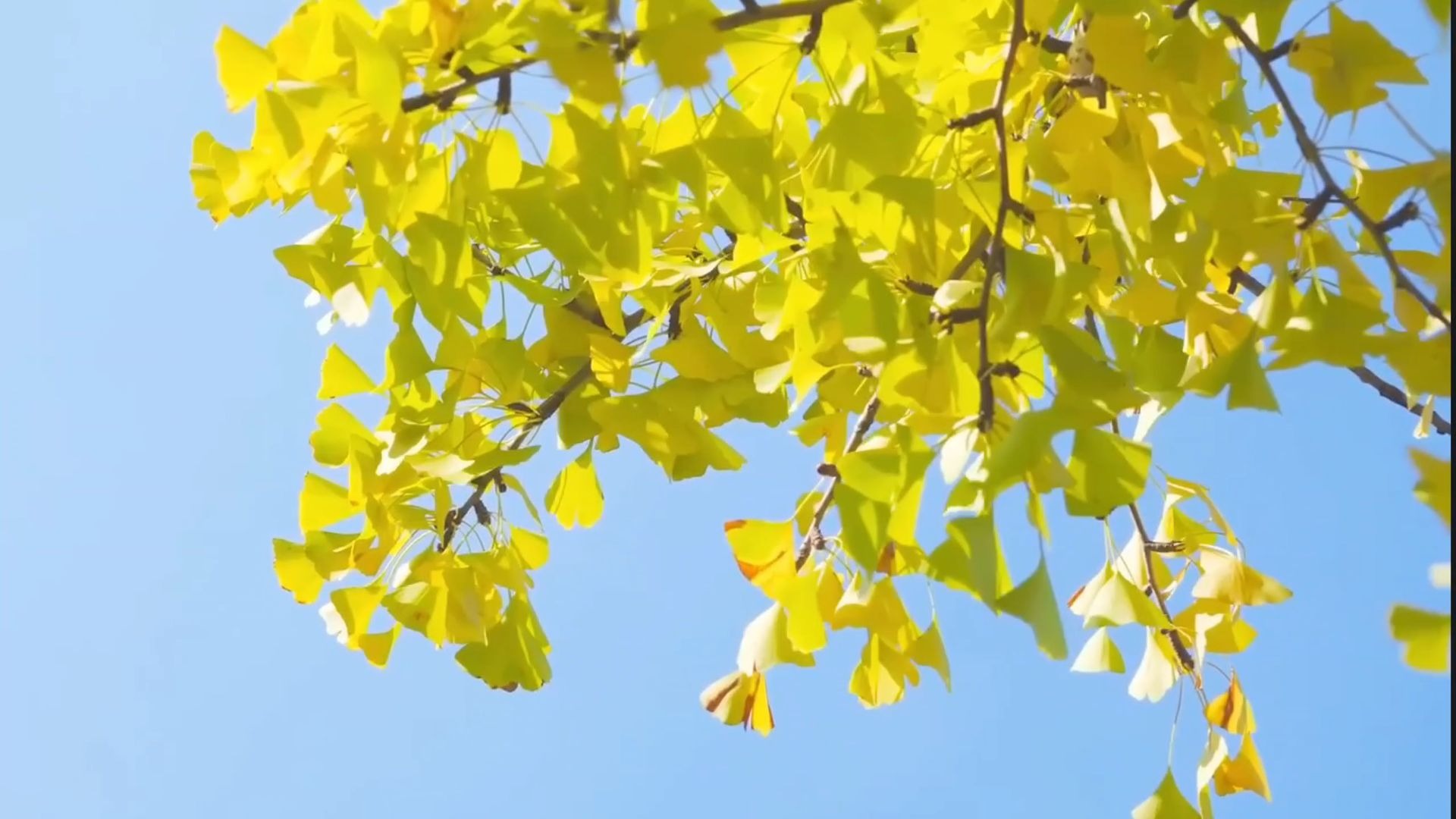 新八上U4 语法3a文本变视频 原创制作