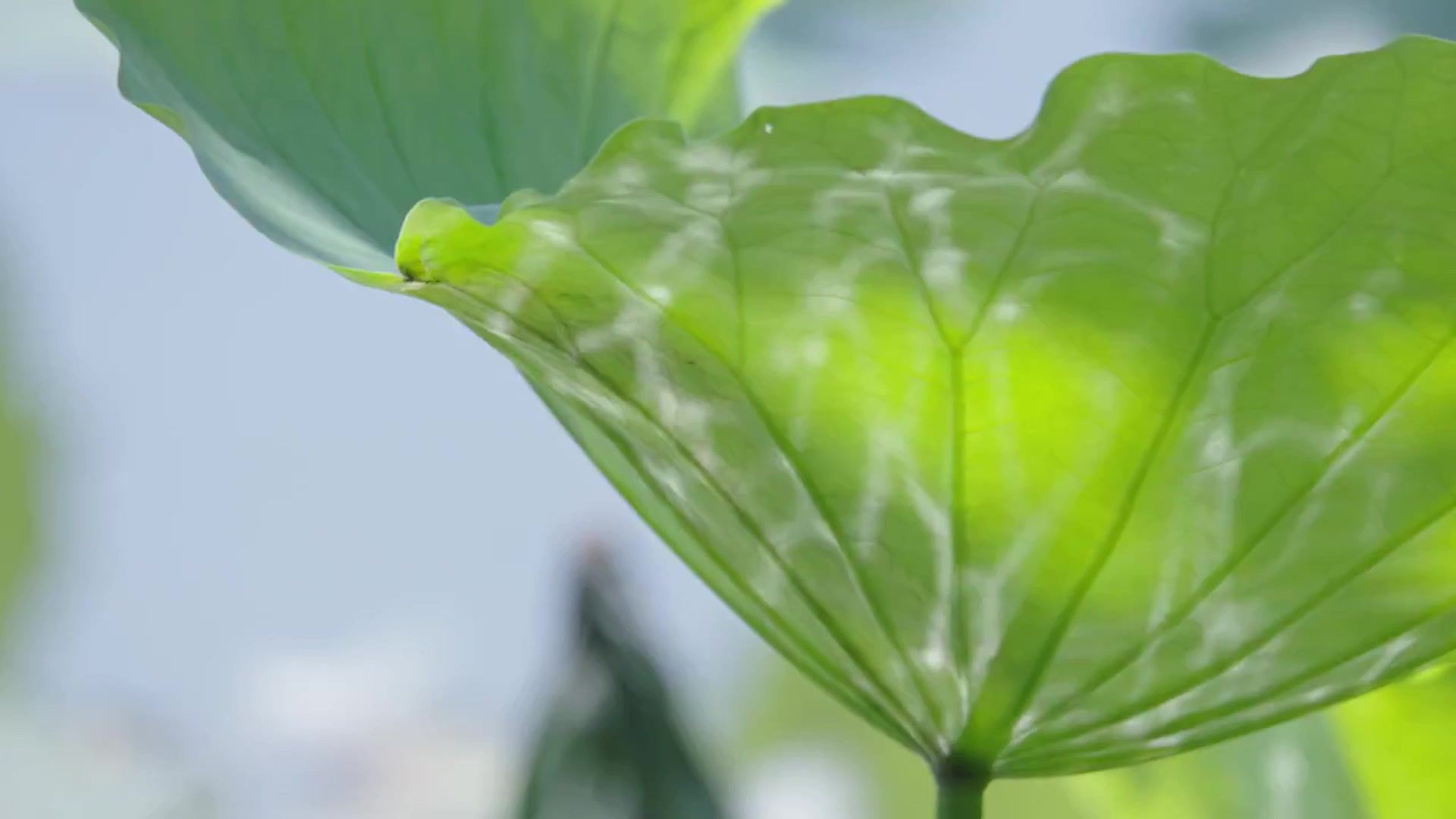 【空镜素材】荷叶倒影和特写