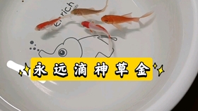 8e3f1c63c0cc4b4183ef05c179fa6489ab7c7fc6.jpg@280w_158h_1c_100q.jpg