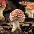蘑菇生长过程快镜头