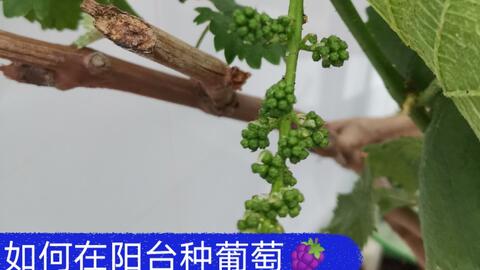 如何种植葡萄才会开花 8e5e4758c3a375e88298ff3c3629cea22ded7f00.jpg@480w_270h_1c