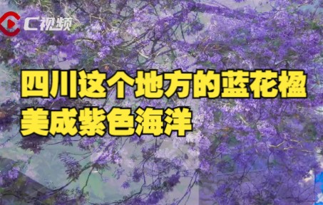 我不允许还有人没见过四川西昌超美的蓝花楹！