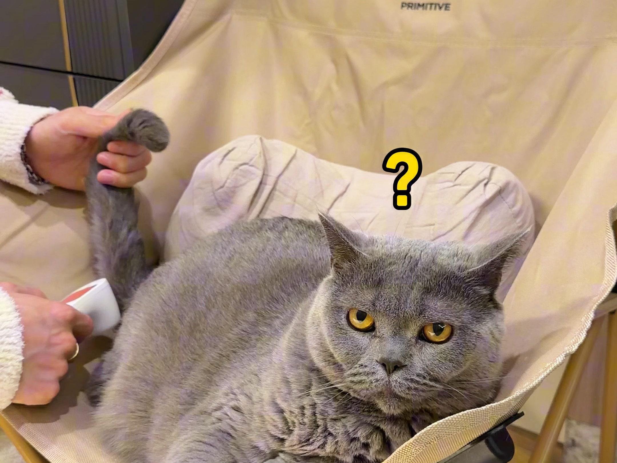 当养猫人不想上班，我是这样请假的