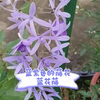 蓝花藤——养不活紫藤的广东人的紫藤花