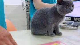 怎么拥有一只粘人的鹦鹉 8eaf97e3ba90dc60214fdb909d42bab2ed38c70b.jpg@280w_158h_1c_100q.jpg