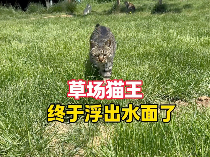 五月妈院儿里的小流浪