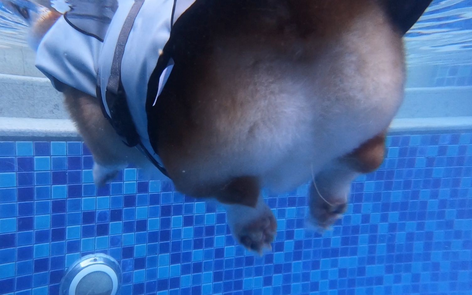 水下视角看柯基游泳，也太可爱了吧！