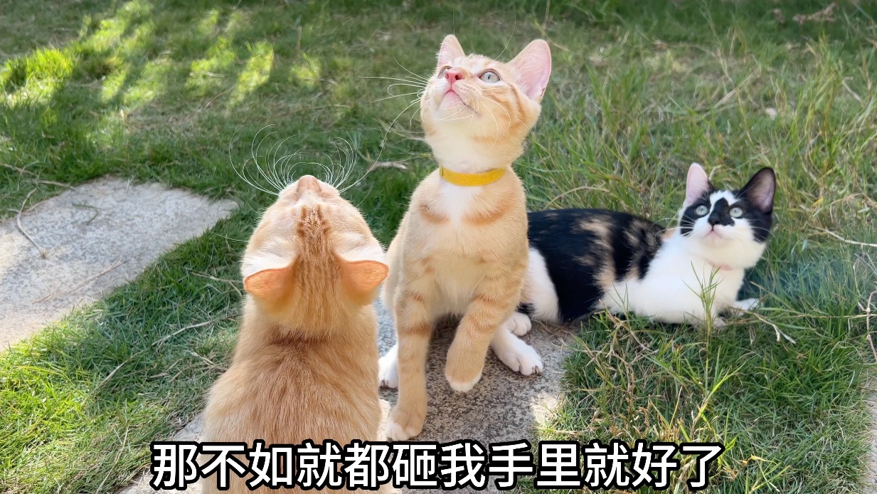 小猫破破烂烂，妈妈我啊，缝缝补补咯～