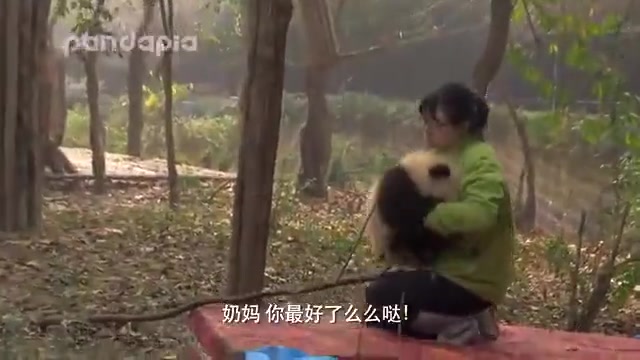 树上的滚滚，奶妈百分百空手接熊猫，不是闹的