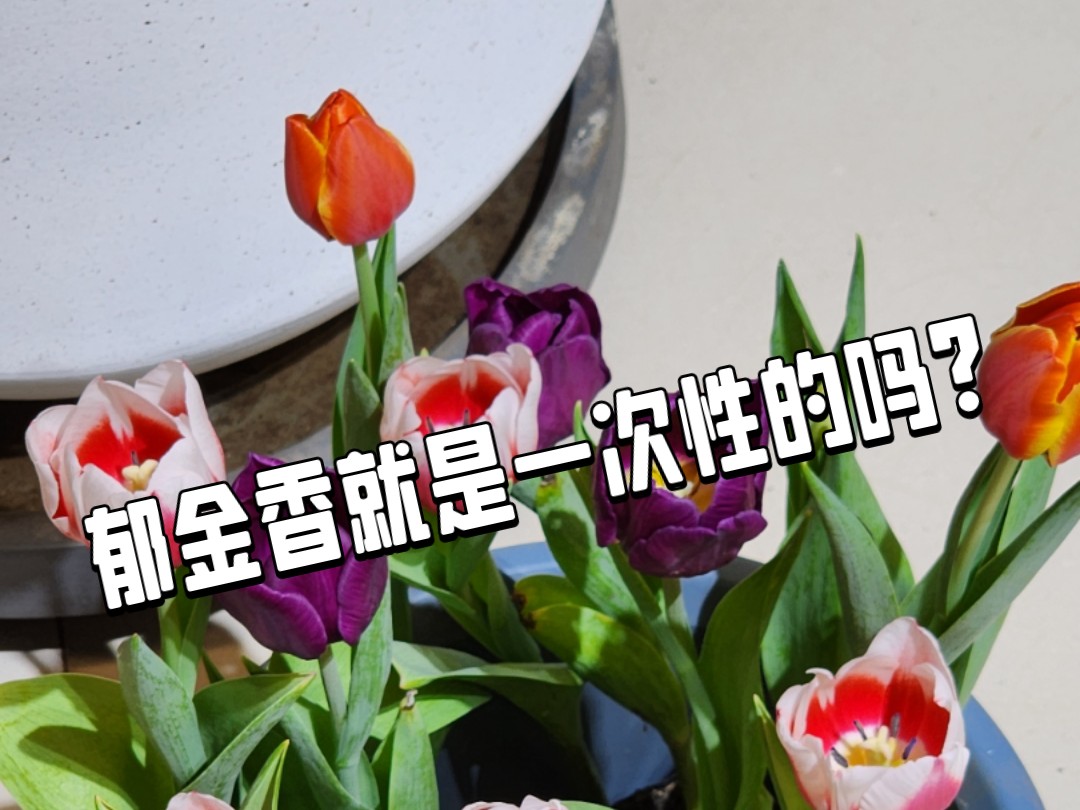 郁金香是一次性的吗？