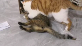 8f0963e39150e8061749cce3cf37e4561a36809a.png@280w_158h_1c_100q.jpg