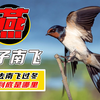 燕子每年去南方过冬，南方到底是哪