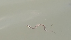 蛇是怎么钻进墙里的 8f271dfd7d93d971d52a6f489734c355c81b01ab.jpg@280w_158h_1c_100q.jpg