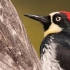 你永远猜不到橡树啄木鸟以什么为食?