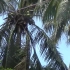 实拍中国最南端的省份，村里全是椰子树，每家每户都有