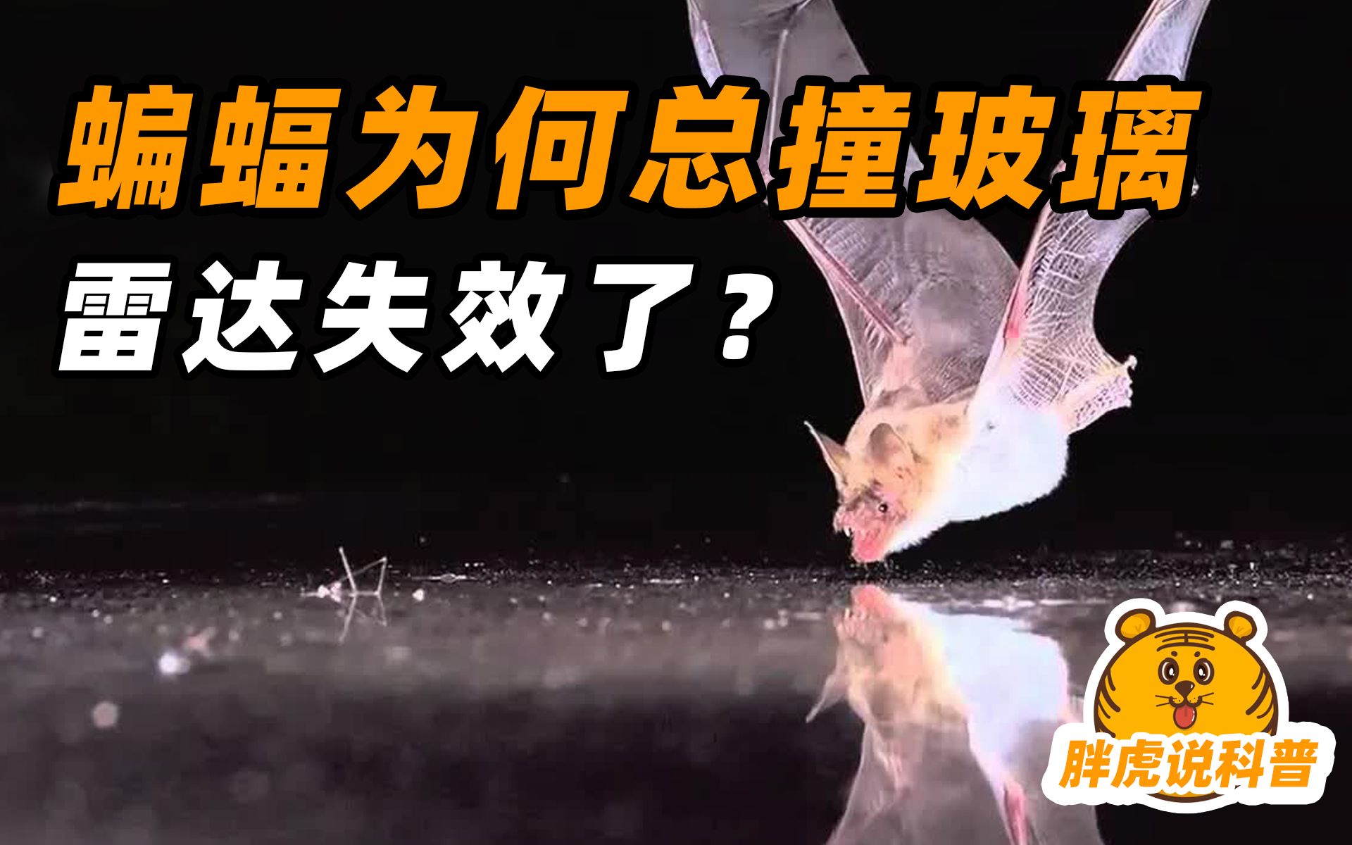 蝙蝠为什么会撞玻璃？难道“雷达”遇到透明的玻璃，也会失灵？