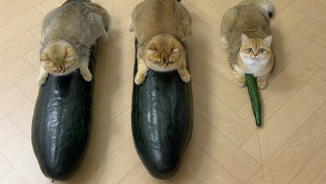 我家猫咪也有雷霆大冬瓜了