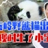 秦岭野熊猫出逃，1000人8条警犬搜山未果，发现时生了小宝宝