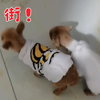 兄妹逛gai日常