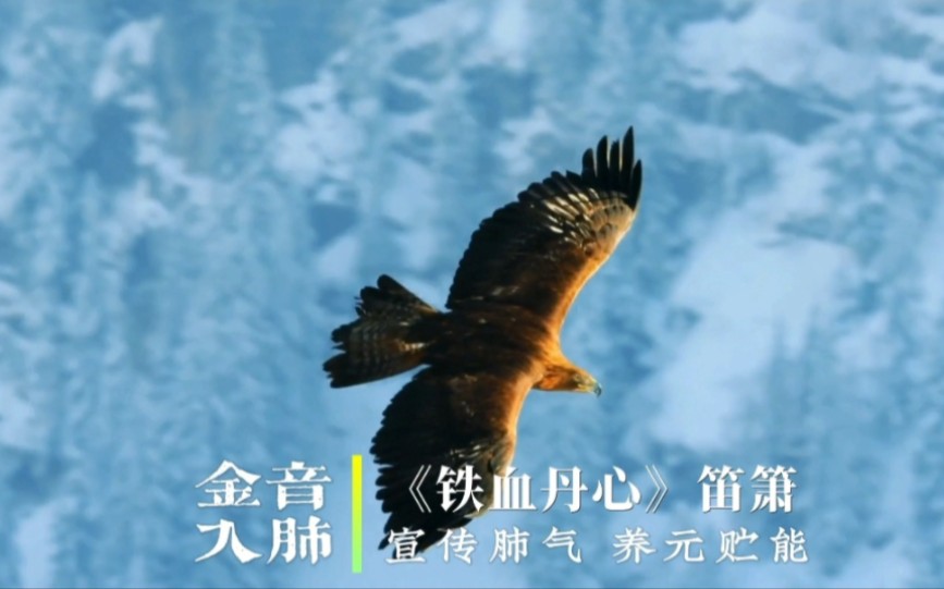 『五音疗疾』金音入肺，调整情绪，调畅气机，提高免疫，养元贮能《铁血丹心》