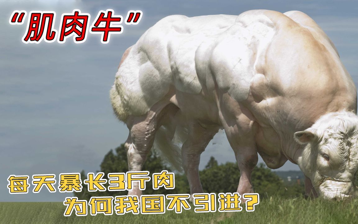 人类改造的“肌肉牛”，每天暴长3斤肉，为何我国不引进它？