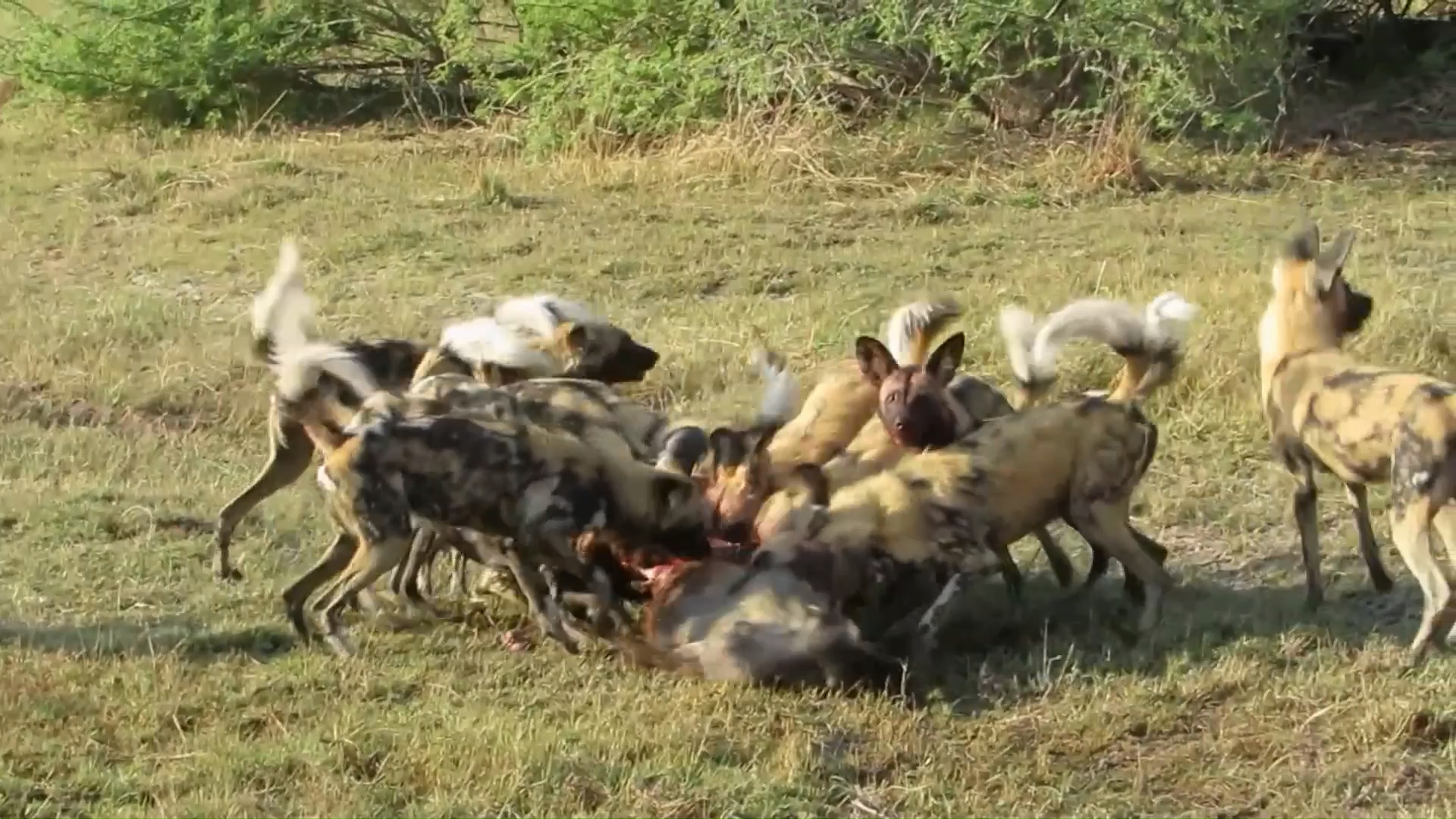 非洲野狗群捕猎，体型小作战能力极强！