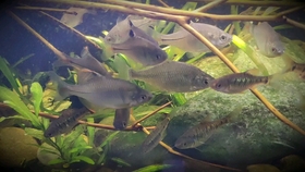 小型原生鱼介绍 8ffc9e5a039b7ade9b494a761a9f70aaa5d5f6e9.jpg@280w_158h_1c_100q.jpg