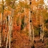 【4K 免费可商用视频素材】作品: Autumn 作者: Nature Stock Footage