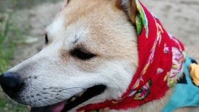 9006fdec72a52076cf0404df3ade8b76df7f2545.jpg@280w_158h_1c_100q.jpg