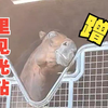 嘴巴脱胶呆呆呼呼的里见光钻