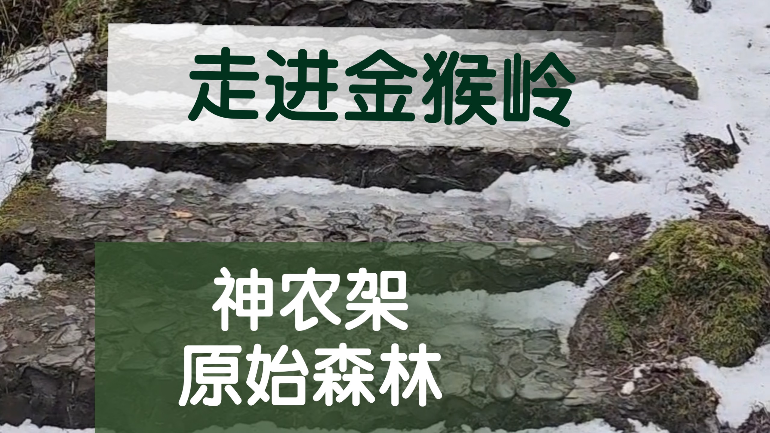 走进神农架金猴岭，沉浸式闯入原始森林秘境。