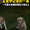 萤火虫落在狗狗头上 到了后面我真的破防了