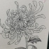 【线描画】菊花的画法2