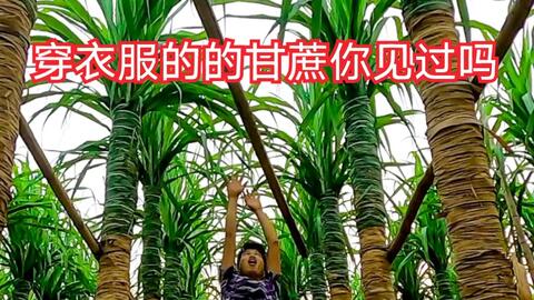 9070909c92e5d5c78e6d148d7ef446bd51d7dbae.jpg@480w_270h_1c