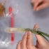 科学视频27｜苏教版二年级栽小葱｜小葱喝水的实验