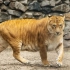 《自然密码》-揭秘狮虎兽