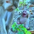 出生三天的小猴子被猴妈萨瑞卡拖拽，吃了一嘴土