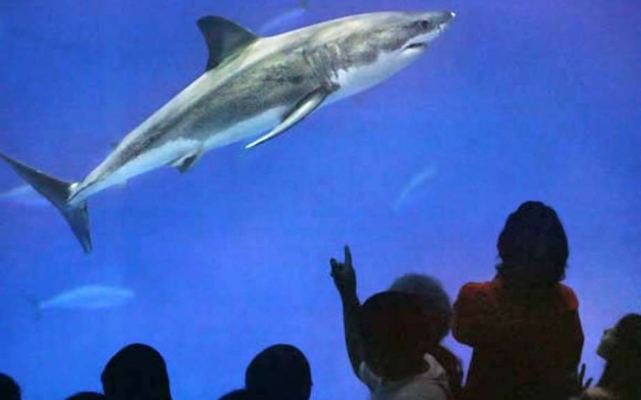 蒙特利湾水族馆曾经饲养的大白鲨