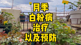 什么时间嫁接月季 90e7a5baf13d7b22d523767752d067732413f8f3.jpg@280w_158h_1c_100q.jpg