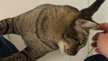 铲屎官，狠狠撸老子！