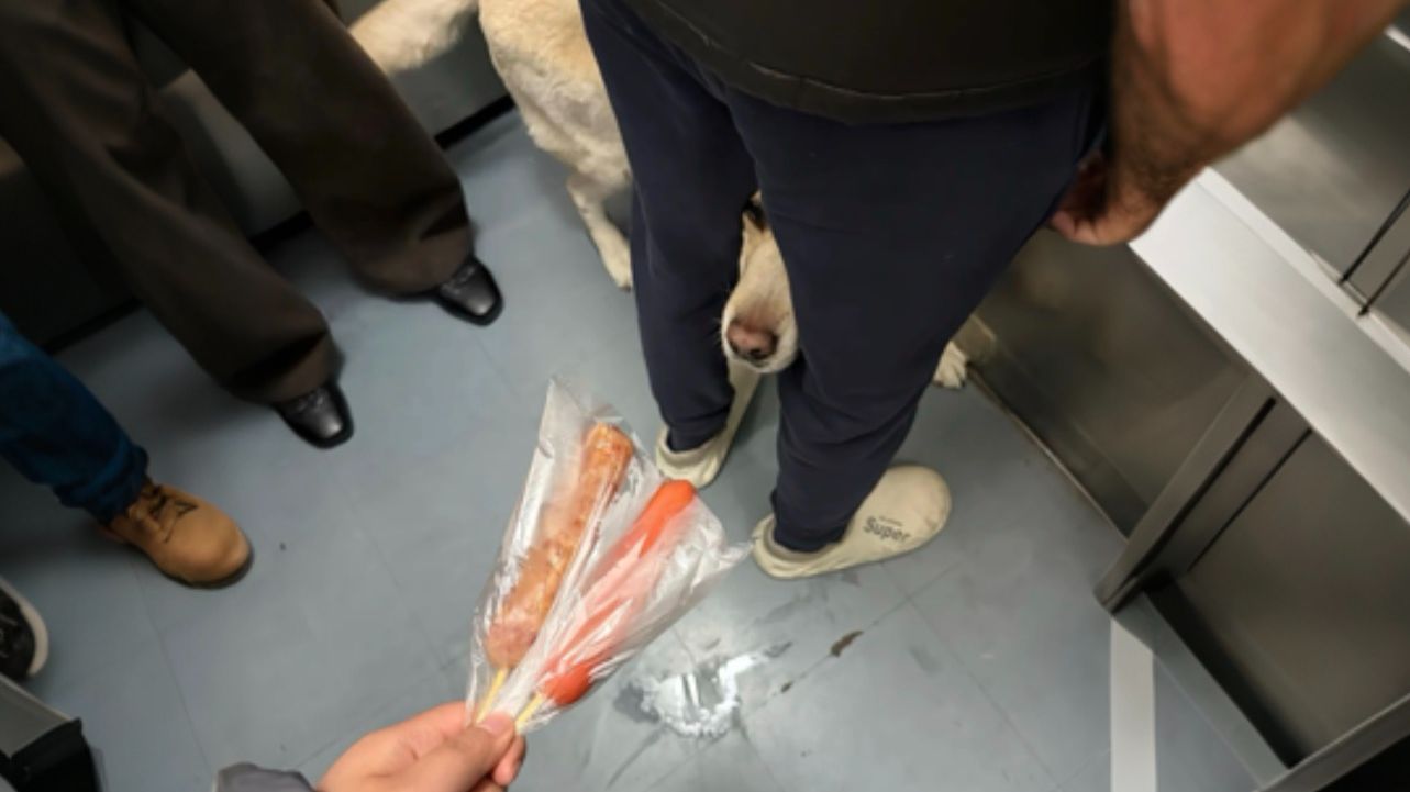 《动物：你是我遇过最差的一届人类》