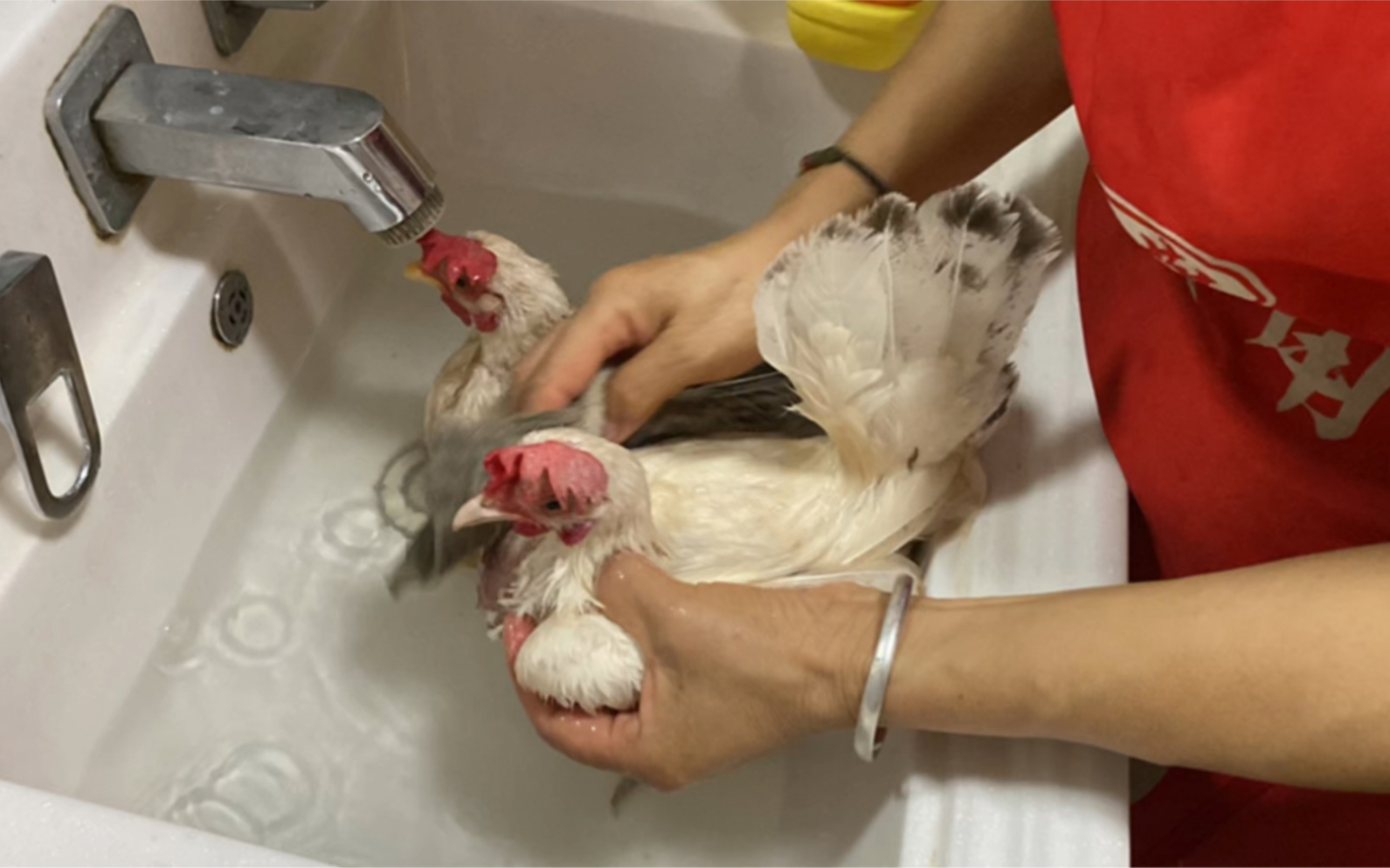 【宠物鸡】洗澡超乖的咕咕鸡—不哭不闹不乱飞